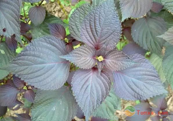 紫苏植物.png